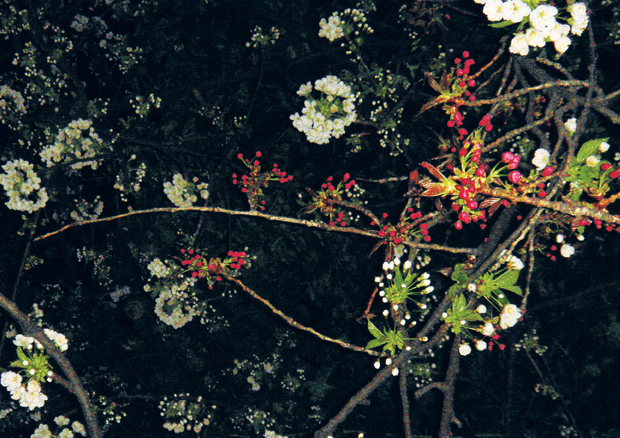 Cécile Wick, Fiori di notte, 2005, Inkjetprint, 81 x 108 cm - 