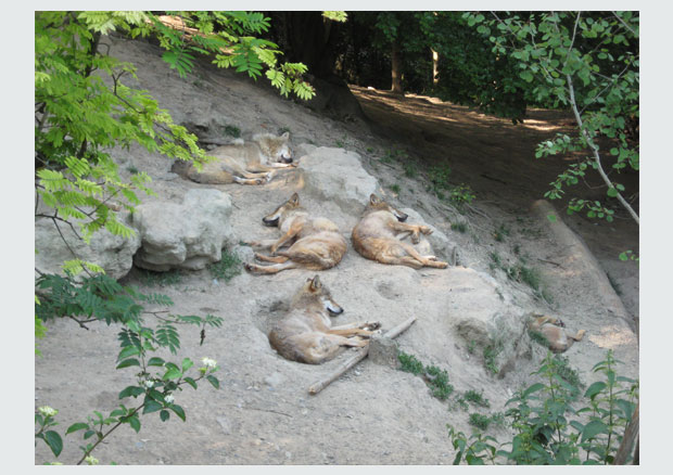 Luzia Hürzeler, How to sleep among wolves 1, 2014. 2 videos, synchronized, HD Loop (22’ 39“), sound, video  - © The Artist